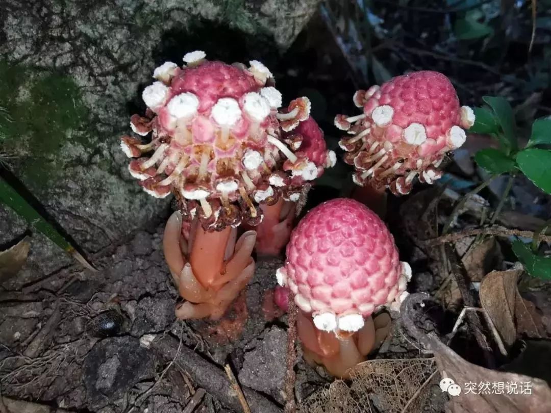 你好大自然第129期关系社会红冬蛇菰