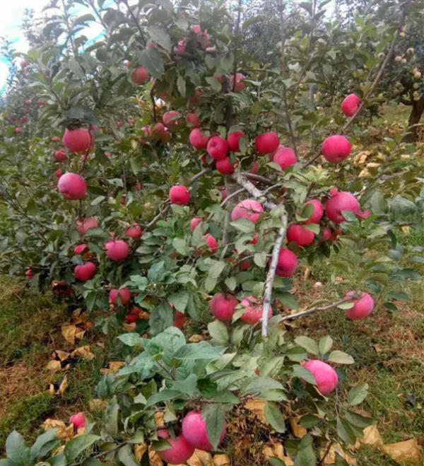 望乡红苹果苗适合哪里种植九州红种苗