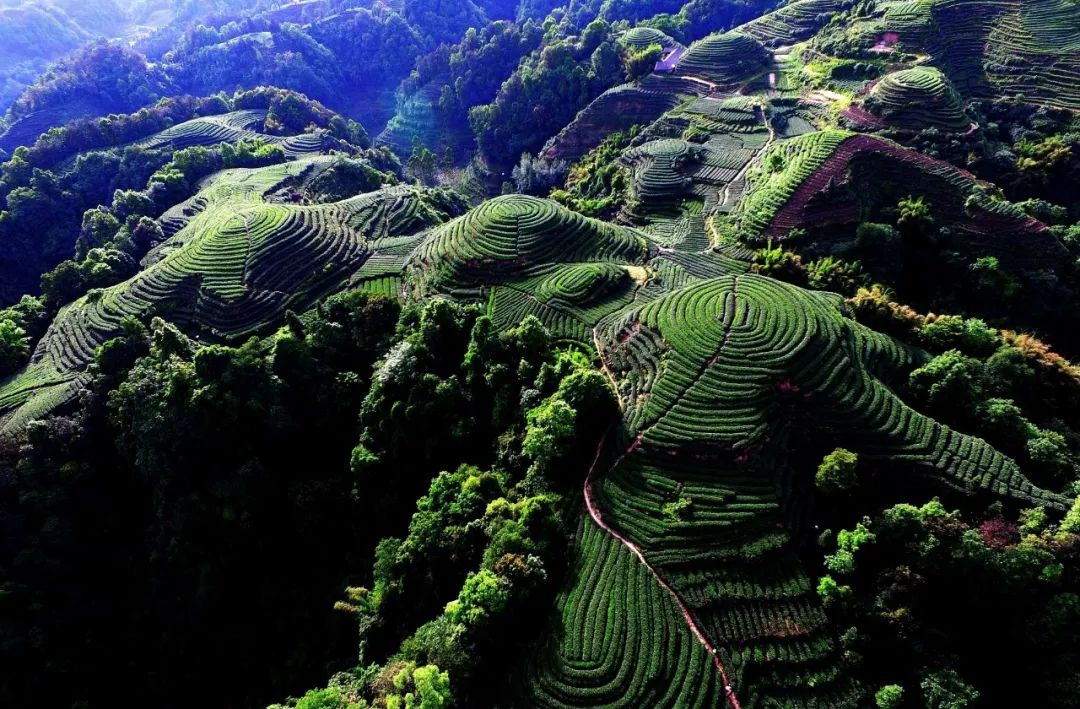 世界最美茶乡雅安市名山区摄影作品展在成都黎日画廊开展啦