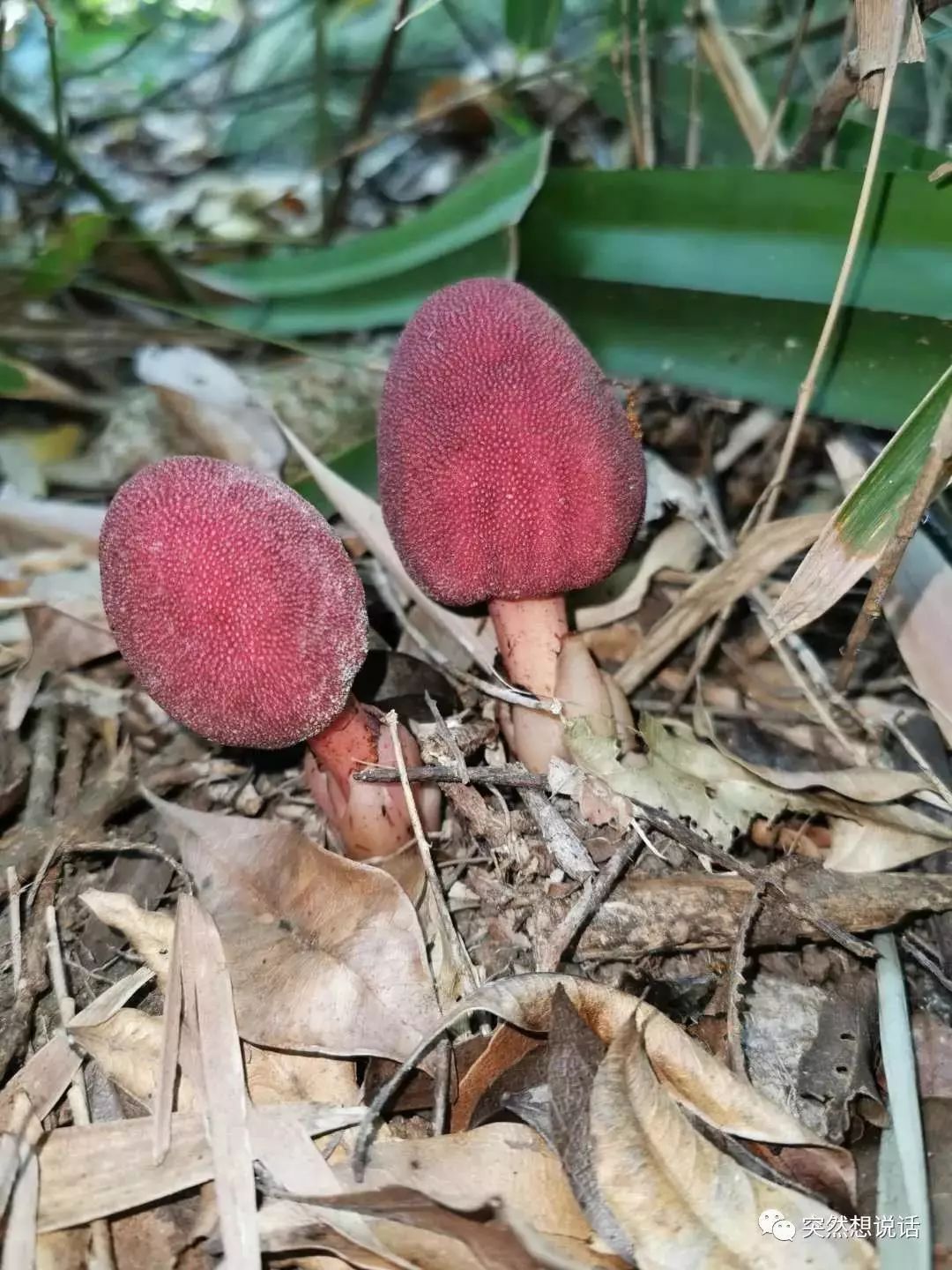 你好大自然第129期关系社会红冬蛇菰