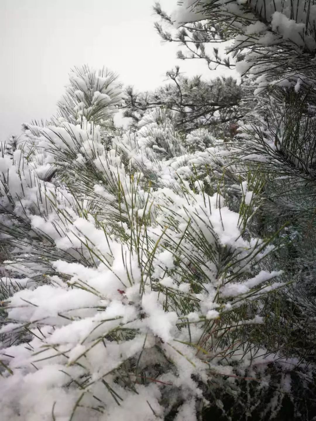 美图雪花纷飞飘进商山落水