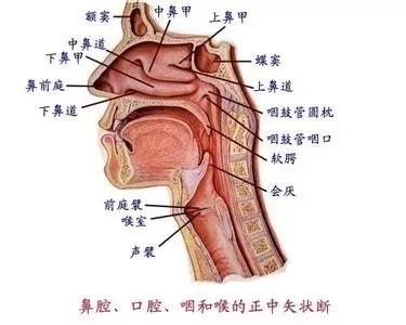 鼻子构造复杂