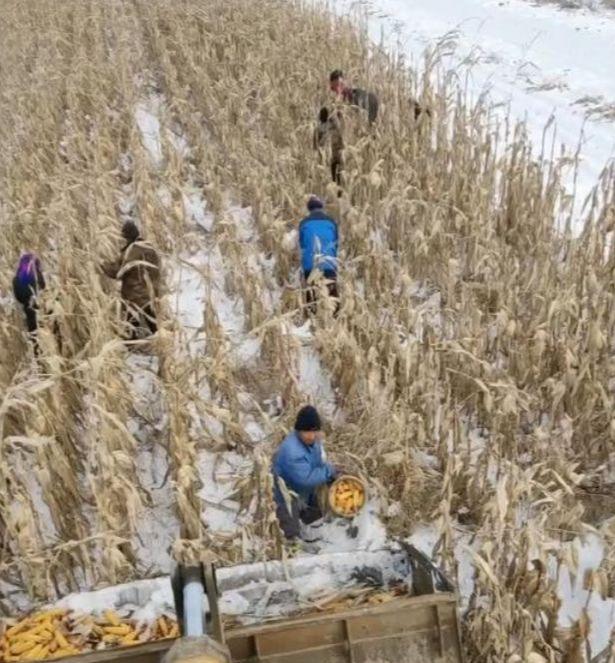 大雪天掰玉米 东北农民感动网络