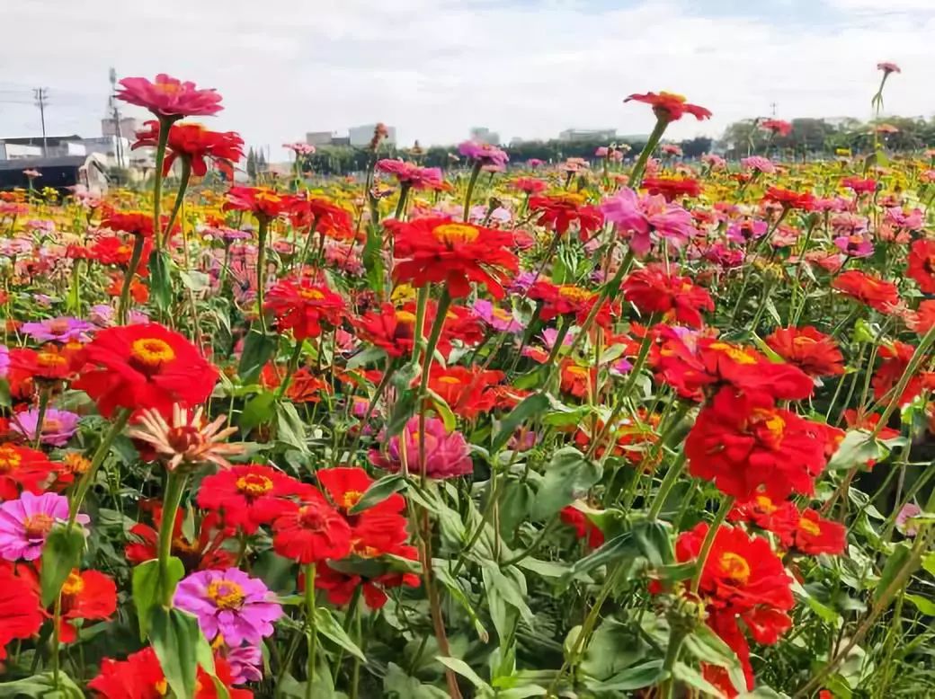 庵埠附近又一网红花海火了赶紧打卡走起