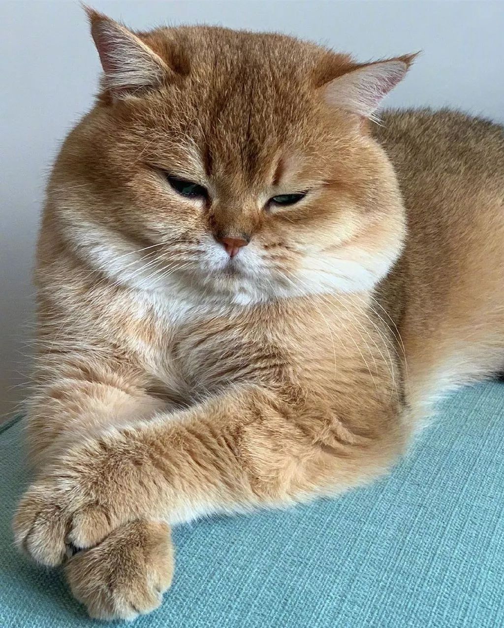 造型百变的金渐层,太喜欢这大腮帮子了!