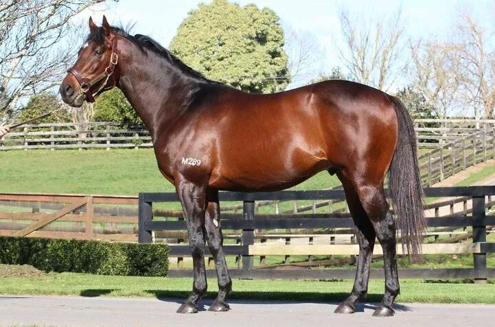 内蒙古莱德马业种公马"蒙古可汗"17匹2岁子嗣新西兰卖出450万!