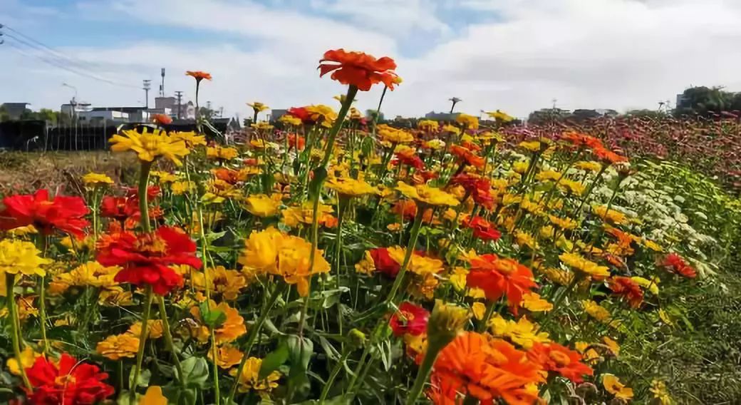 庵埠附近又一網紅花海火了趕緊打卡走起