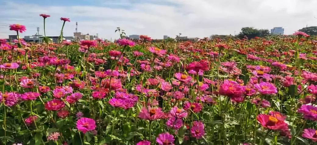 庵埠附近又一网红花海火了赶紧打卡走起