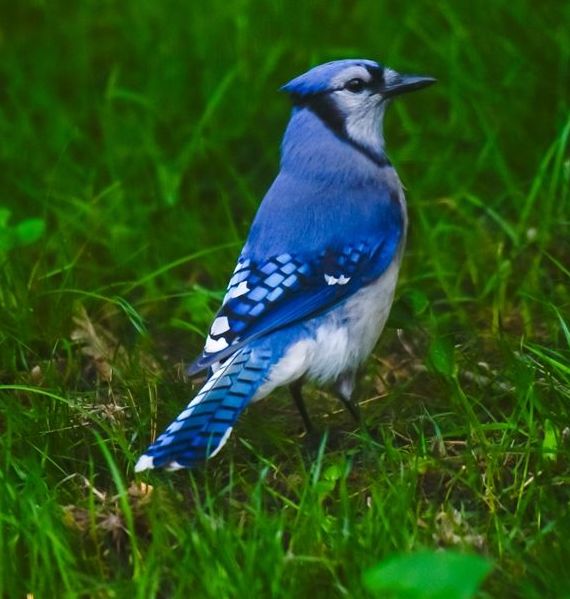 知否象征着能带来幸福和希望的青鸟究竟是什么
