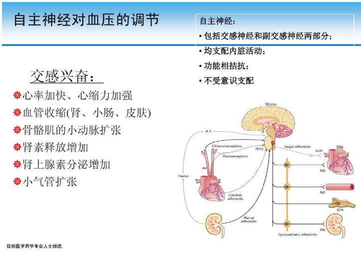 血压调节图解图片