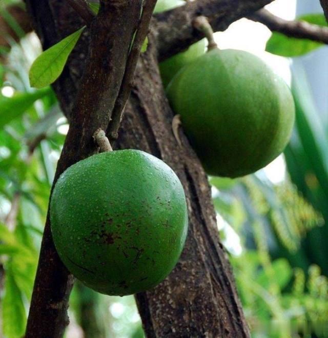 世界上最危险的树果实爆炸威力几近手雷汁液可作汽车燃料