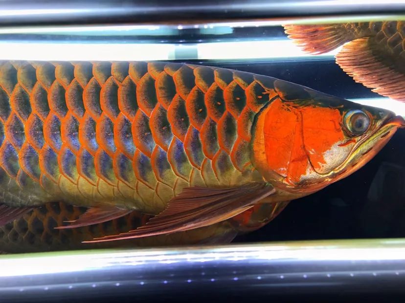 还以为这条红龙会就此瞎掉,结果出人意料