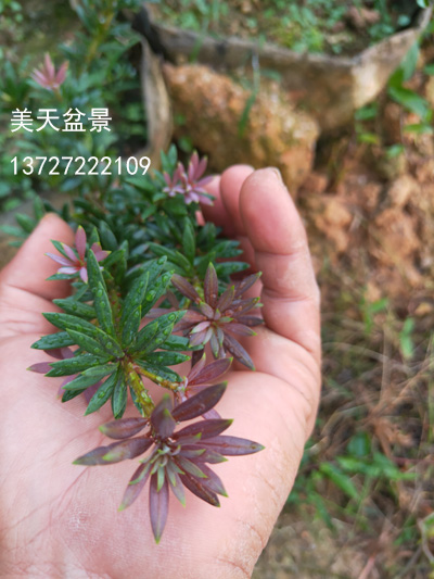 是由紫芽海島羅漢松(公樹)和水邊珍珠羅漢松(母樹)授粉雜交的,它具有