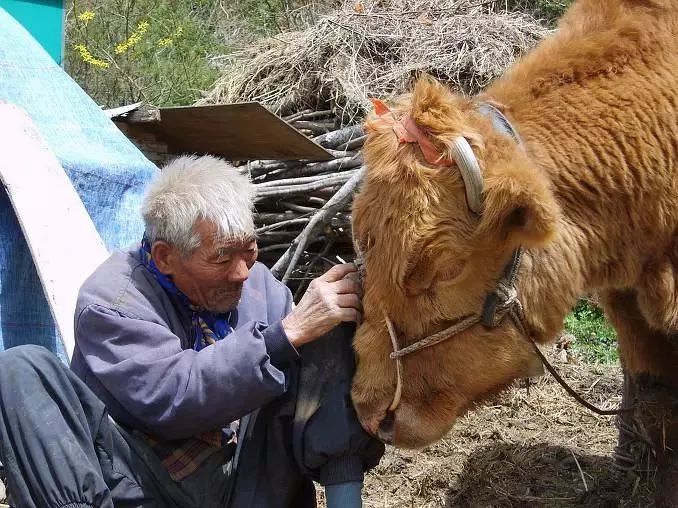 老牛的四十年便是最深情的守候.都说陪伴是最长情的告白,更是家人.