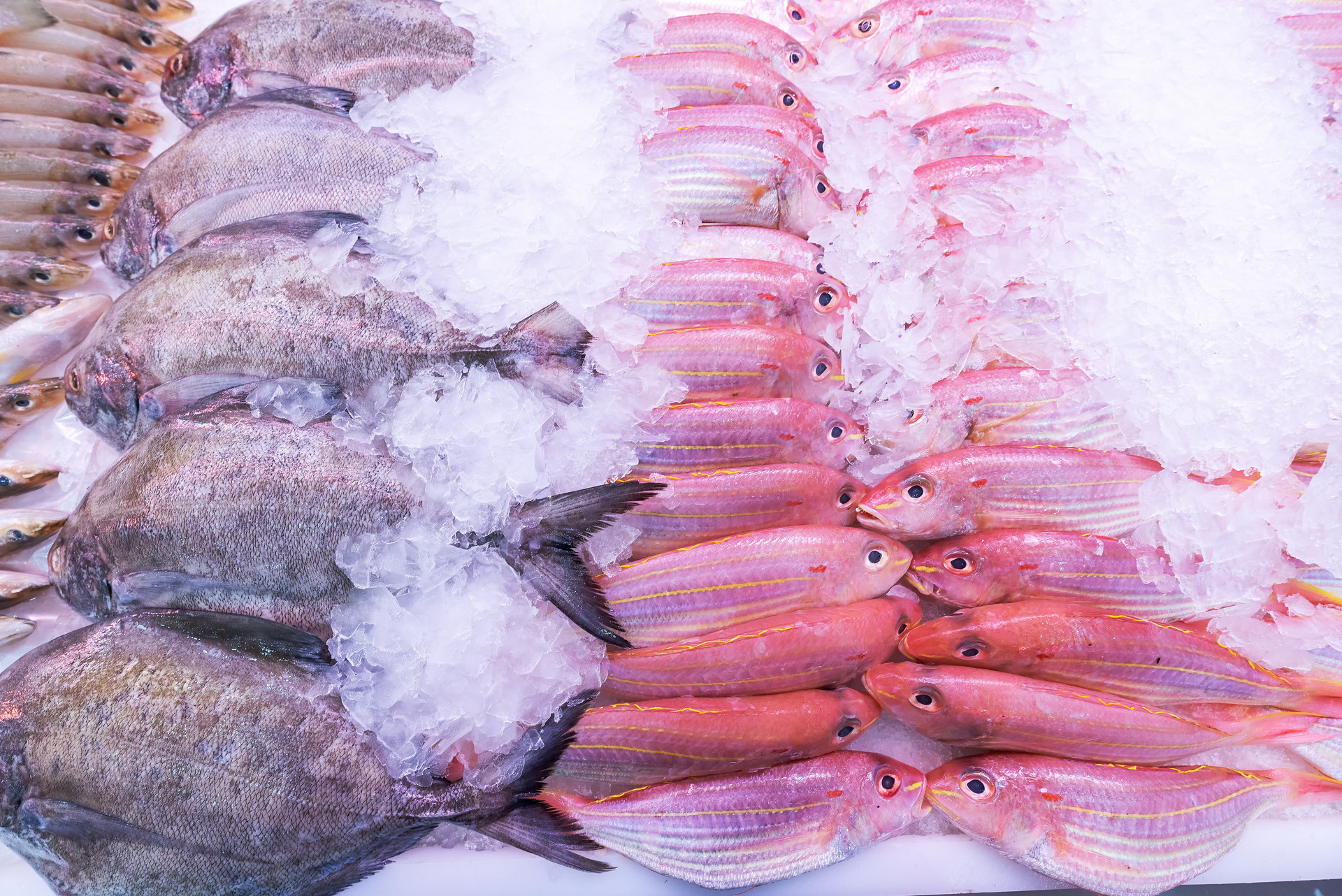 100種深海魚圖片大全深海魚有哪些圖片大全