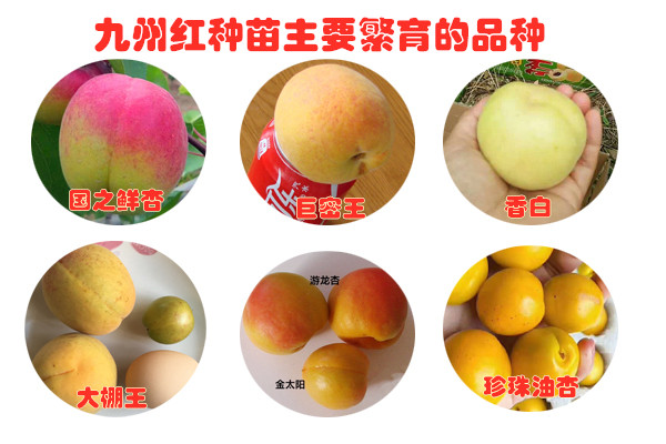 珍珠油杏树苗:属实生变异品种,发现于山东泰安新泰,属落叶小乔木,枝干