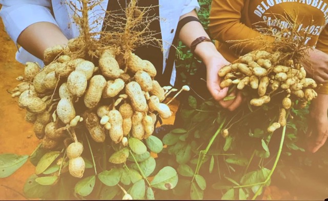 種植面積年增速400高油酸花生商業化開啟