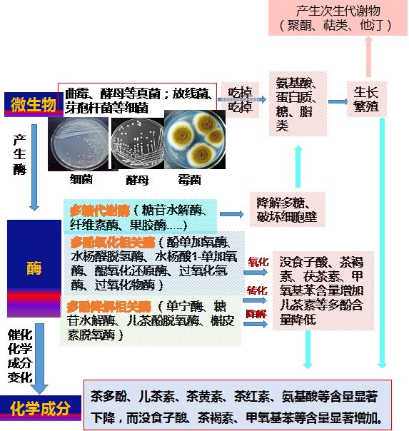 图8微生物在普洱茶发酵中作用示意图文章共同第一作者(苏小琴)工作