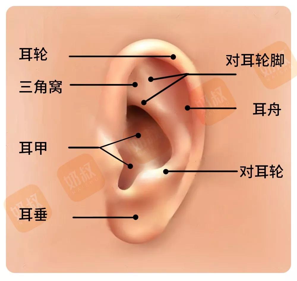 耳朵的分布结构图图片