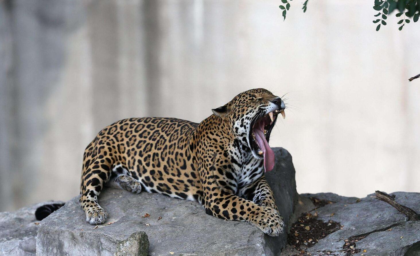 巨蟒能"勒死"老虎?但被美洲豹给咬死了,骨头碎裂声音可以听到