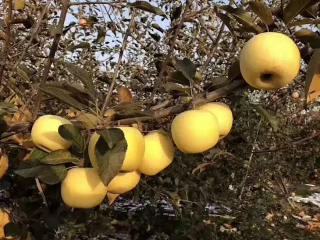 预订清脆香甜的金富士苹果回归