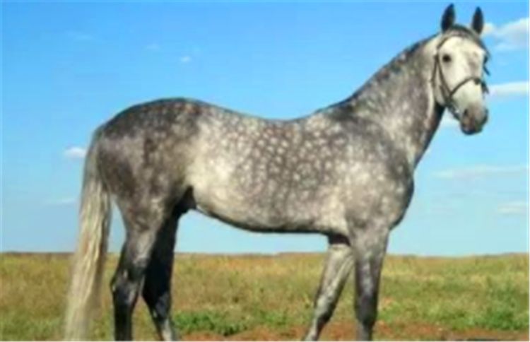 三国的赤兔马隋朝的呼雷豹是雌性还是雄性