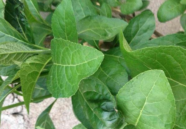 南非叶的功效作用和使用知识的资料汇集