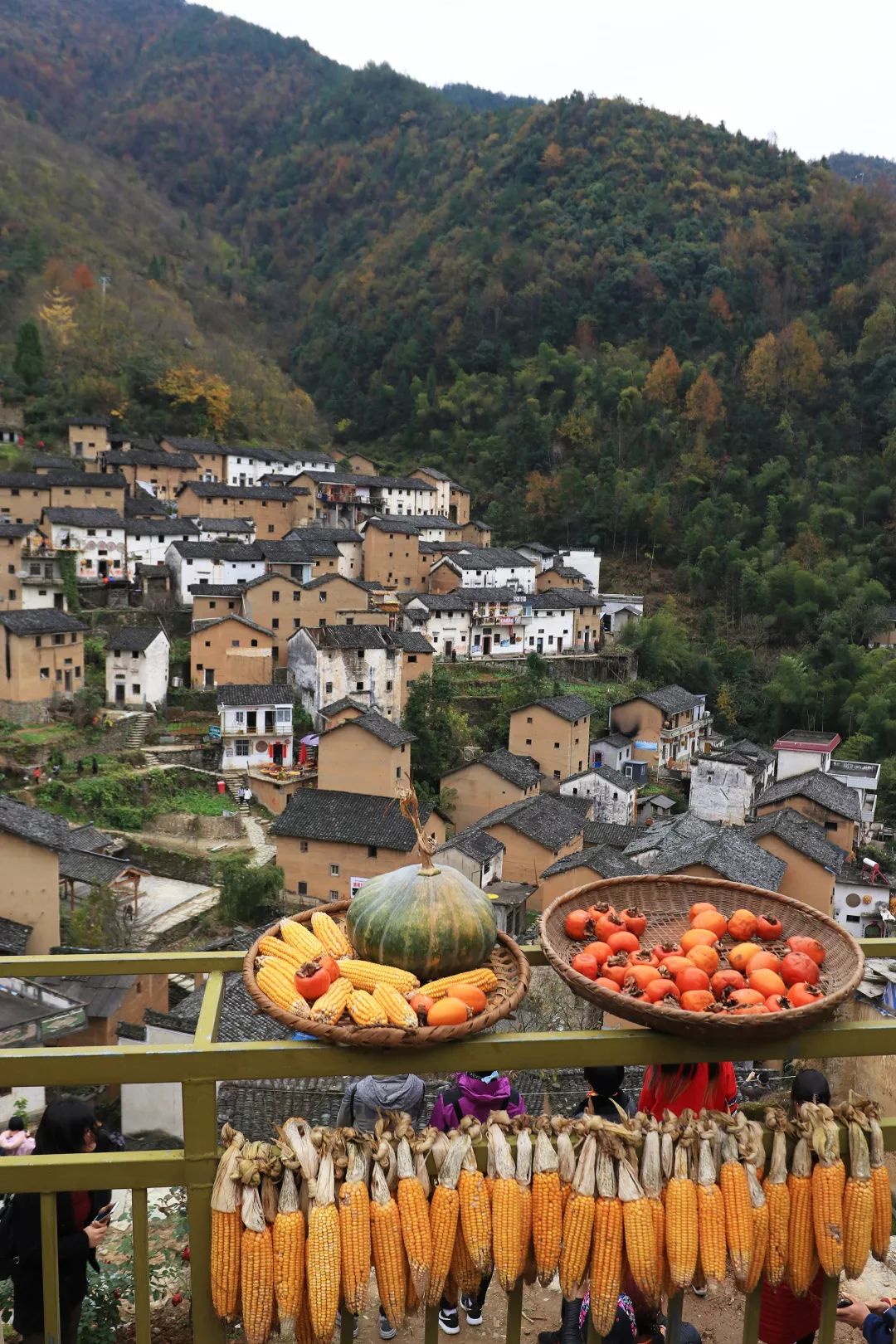 貢菊香濃,金竹嶺賞菊,攝陽產土樓最美曬秋_歙縣