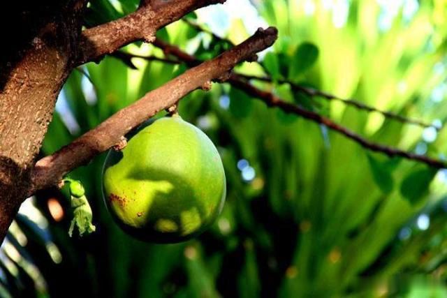 世界上最危险的树果实爆炸威力几近手雷汁液可作汽车燃料