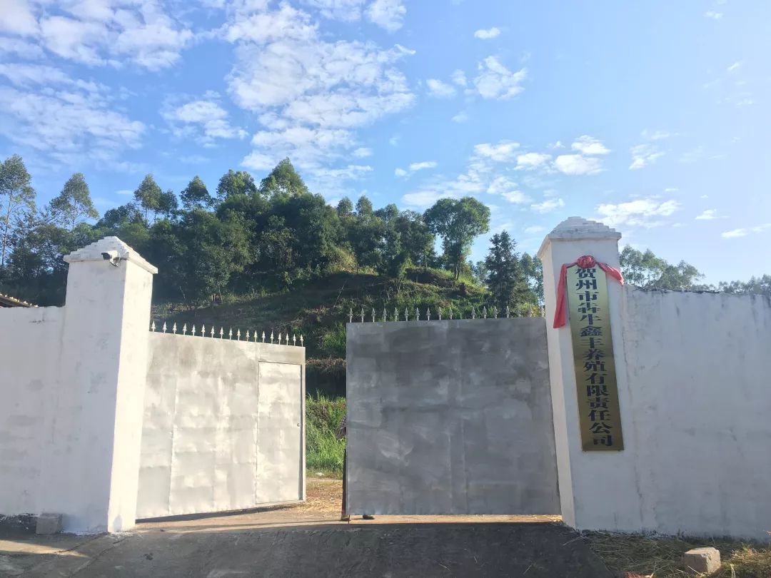 灵峰镇秸秆变废为宝成饲料肉牛养殖养出发展新希望