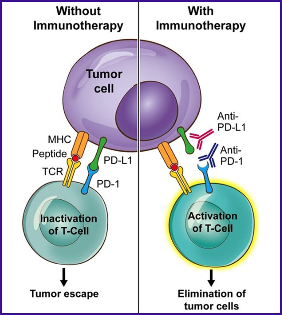 t细胞增生 (t cell proliferation)calcein am cell viability assay