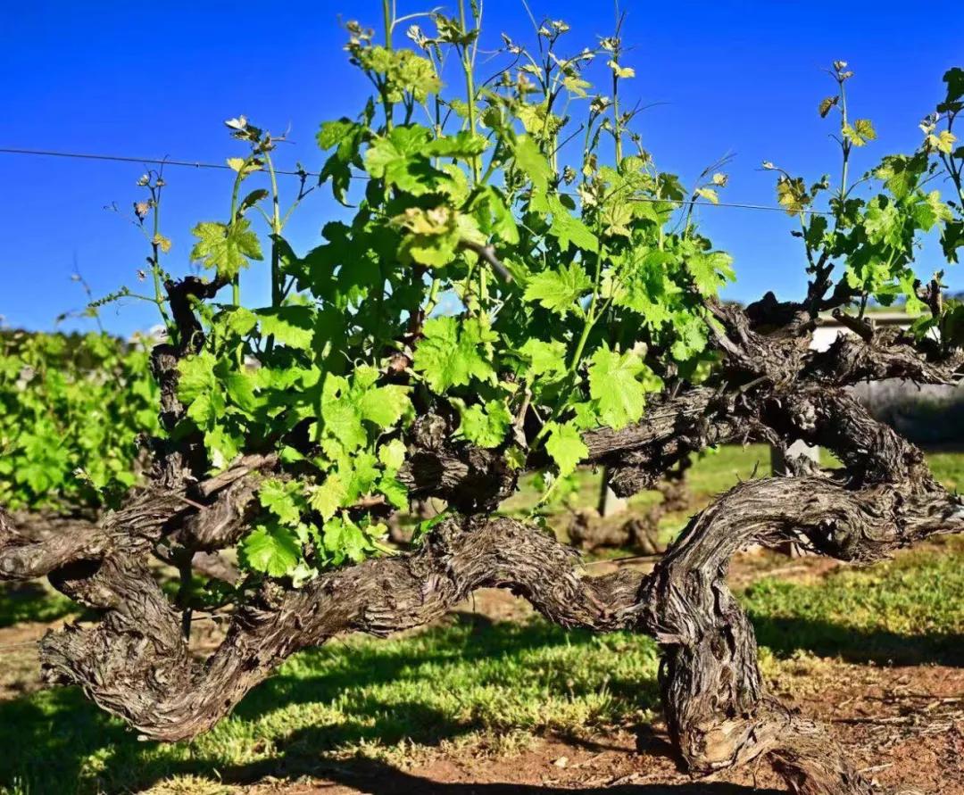 华尔街日报专栏作家葡萄酒老藤仅仅是心理暗示