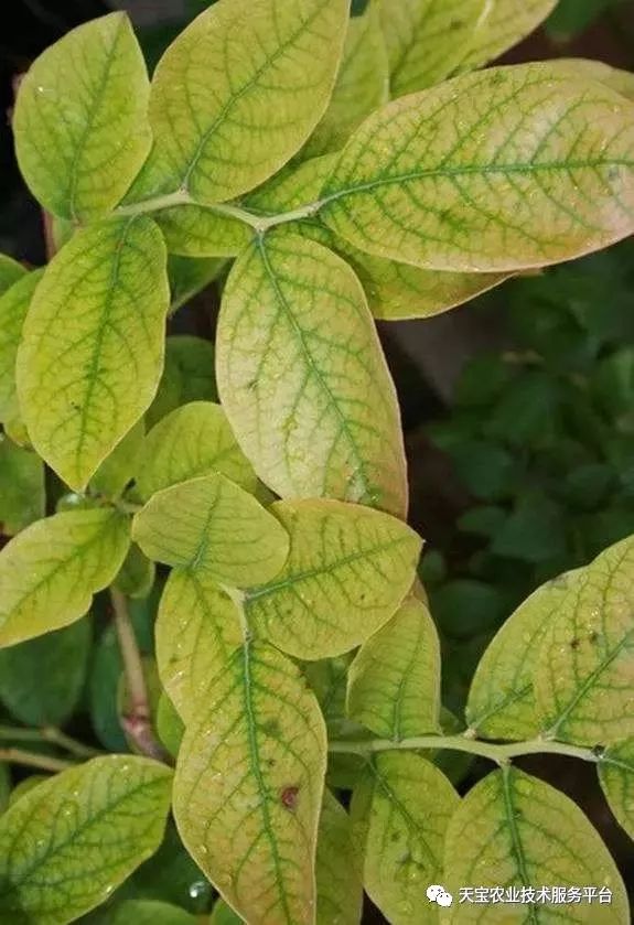 蓝莓叶片黄化发红原因及矫正方法