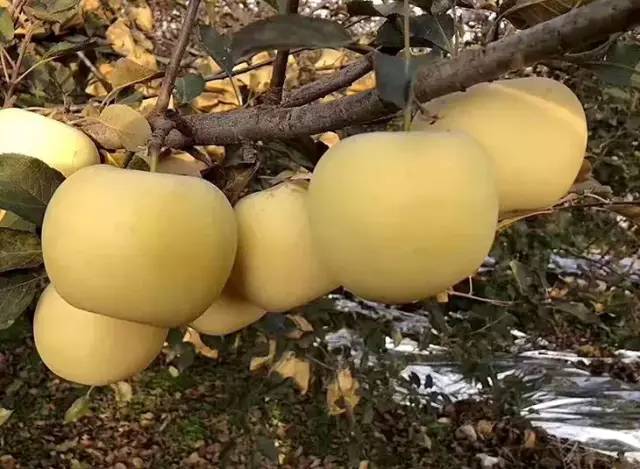 预订清脆香甜的金富士苹果回归