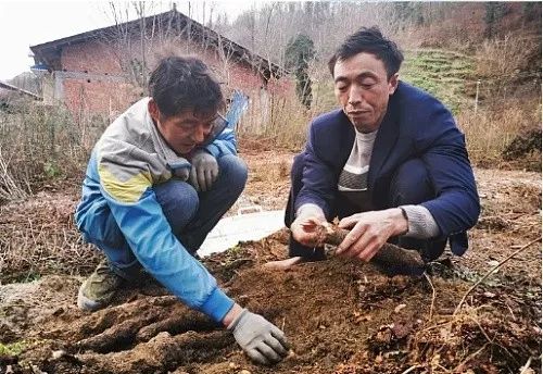 从贫困户到脱贫户再到致富带头人宁强这个贫困硬汉不一般