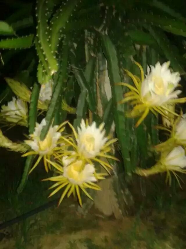 霸王花烘干工艺,霸王花空气能热泵烘干