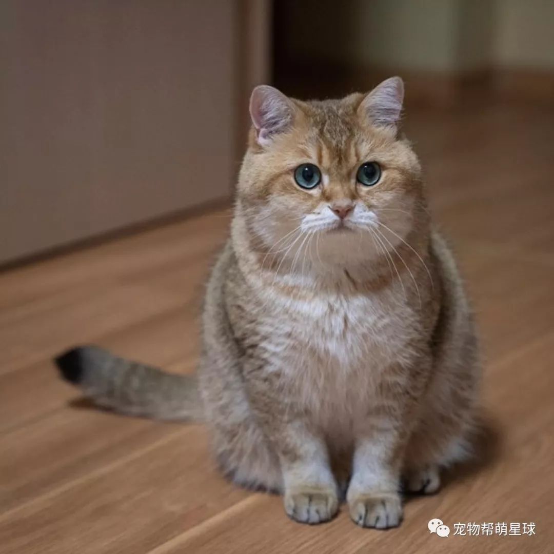 英国短毛猫被弃太空包网友恶搞照片引发爆笑点开它包你笑到哭