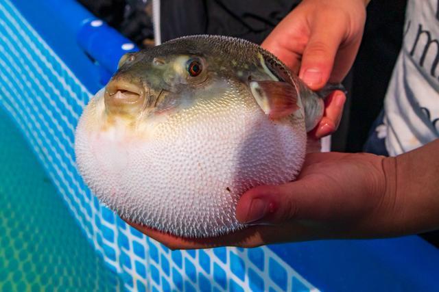 品河豚还得去日本快来十里海河豚小镇看一看