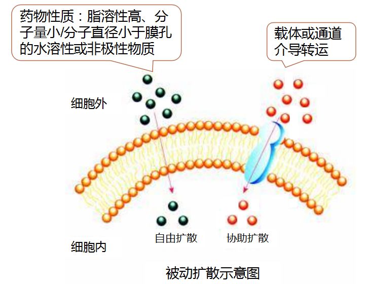 二,对药物性质的要求:药物从肺部吸收是被动扩散,吸收速率与药物分子