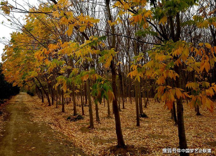 艺术家王牧鹰己亥秋兴一一秋之诗语