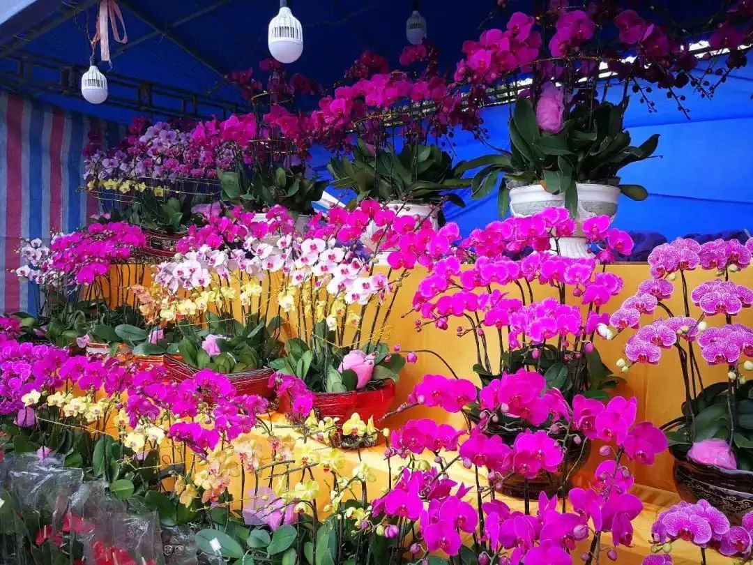 2020年清远迎春花市时间,地点定了!