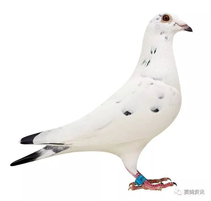 鲁道.克拉森鸽系好鸽欣赏!_嗉囔