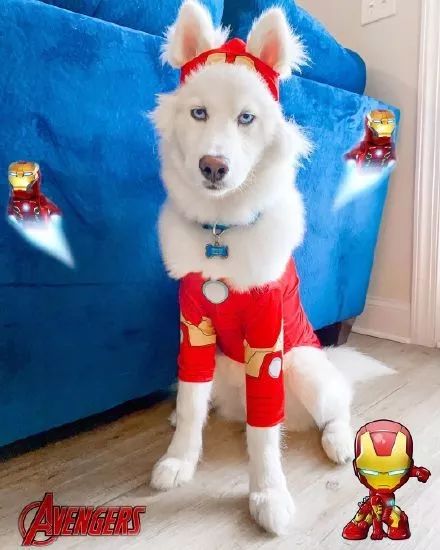 假如没有这双眼睛 上一条:阿拉斯加换毛期掉了一地毛发,它怒 下一条