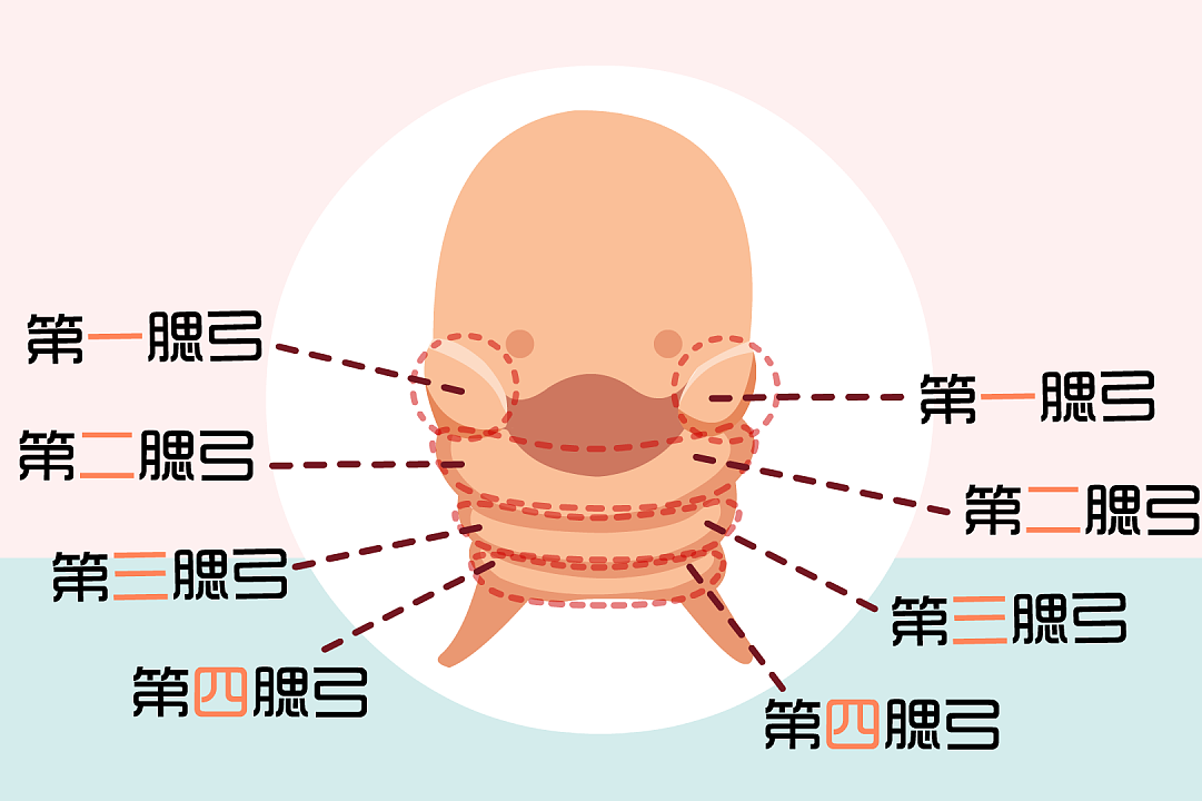 先天性小耳畸形并不少见,先天性耳廓畸形由第1和第2鳃弓