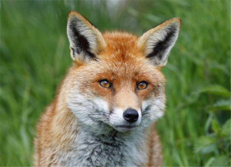 狐狸冲向女子,并咬住脑袋,女子却毫不在意还对它面露微笑