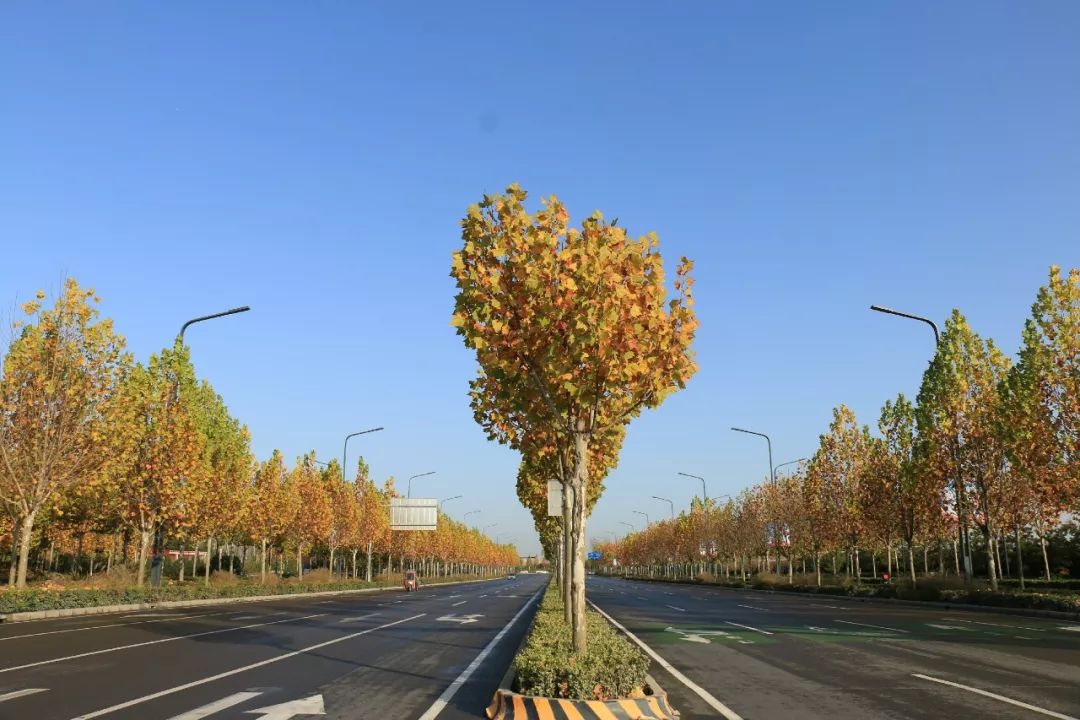 72公园大街7272丰耘桥7272环形公园7272中心绿廊72