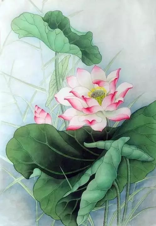 40副精品工笔荷花灵动曼妙别具一格值得收藏