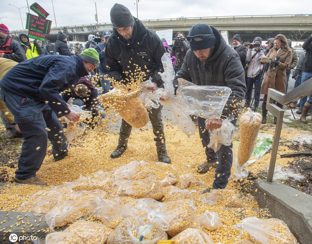 加拿大农民倾倒玉米 抗议铁路工人大罢工致货运系统瘫痪