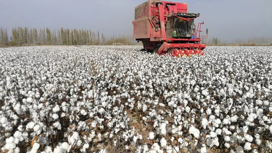拉力强著称,是新疆棉花种植大区,是长绒棉的生产基地,素有中国棉都