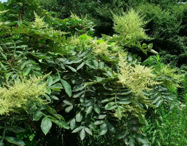 白胶木和踯躅森,白胶木和踯躅森,白胶木踯躅森笙_大山谷图库